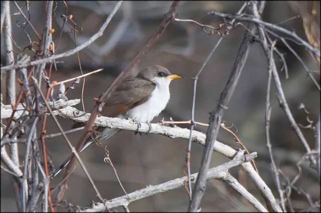YellowbilledCuckoo2015