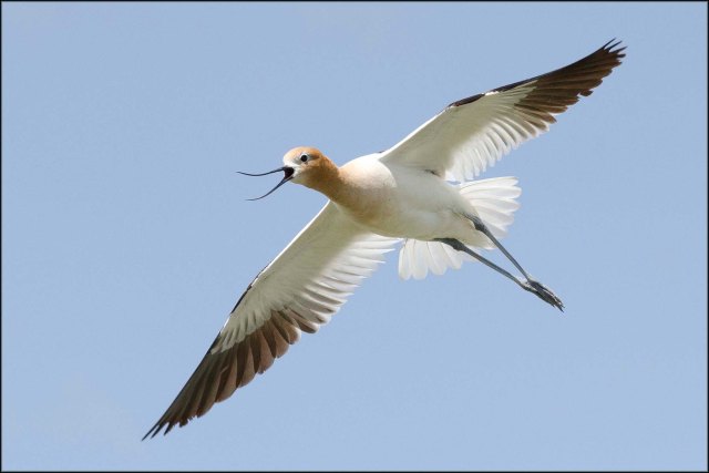 AmericanAvocet2013B