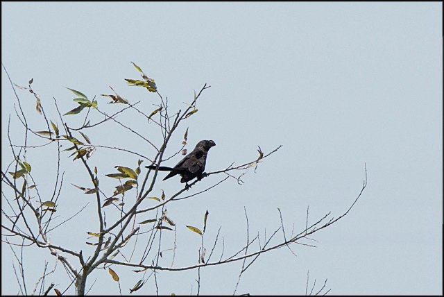 LoxahatcheeAni2015_1