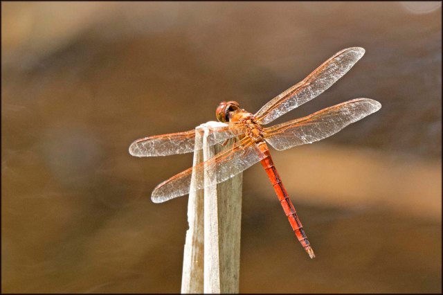 LoxahatcheeDragonfly2015