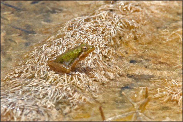 LoxahatcheeLittleFrog2015_1