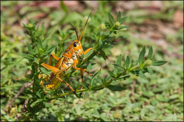 LubberGrasshopper2015