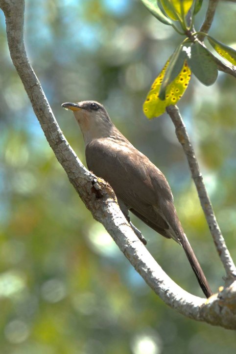 MangroveCuckooB