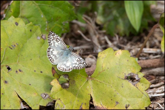 SmallButterflyLoxahatchee2015