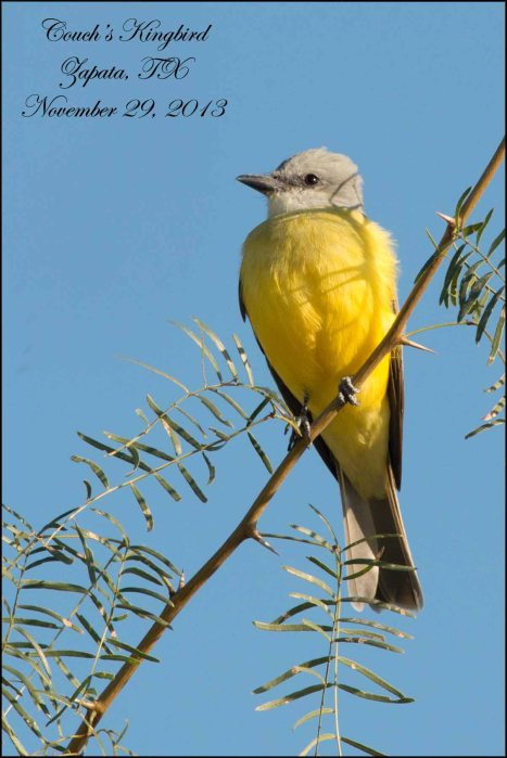 Couch'sKingbird