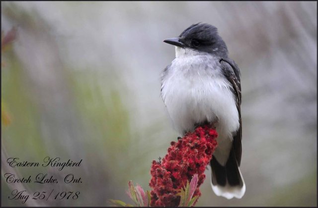 EasternKingbird