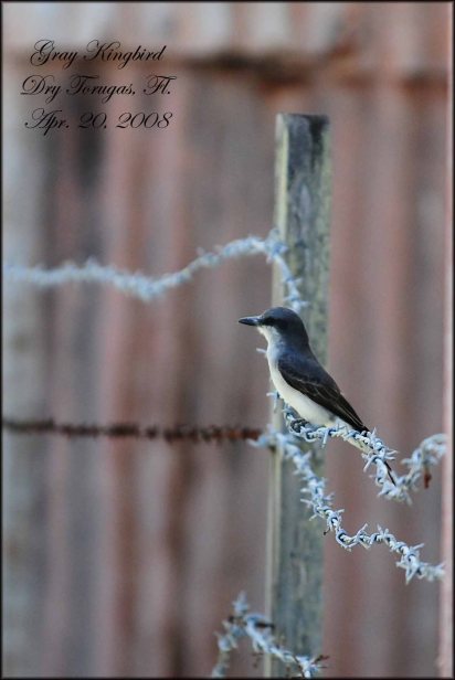 GrayKingbird