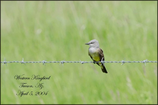 WesternKingbird