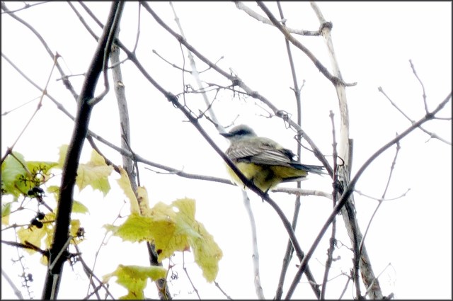 WesternKingbirdOttawa