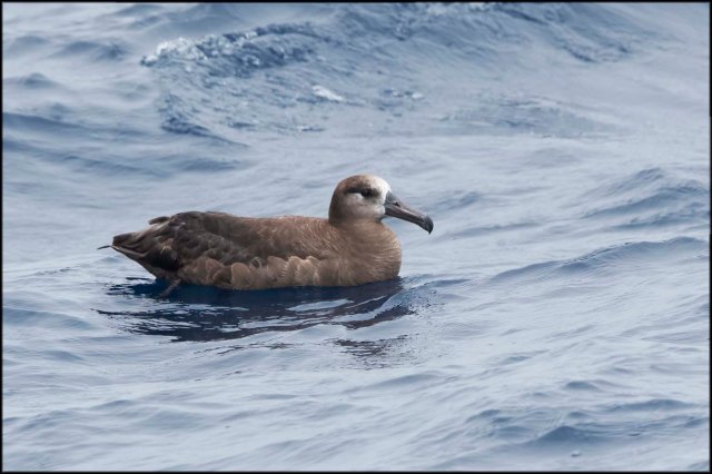 BlackfootedAlbatross2015