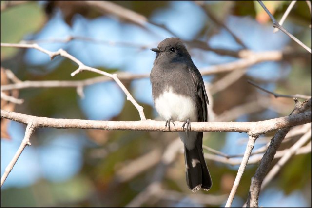 BlackPhoebe2015
