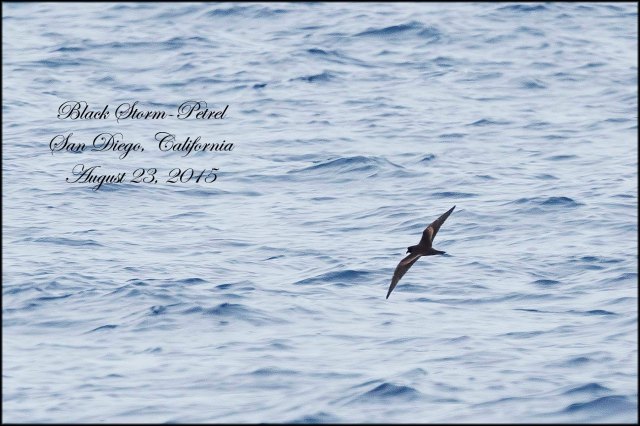 BlackStormPetrel