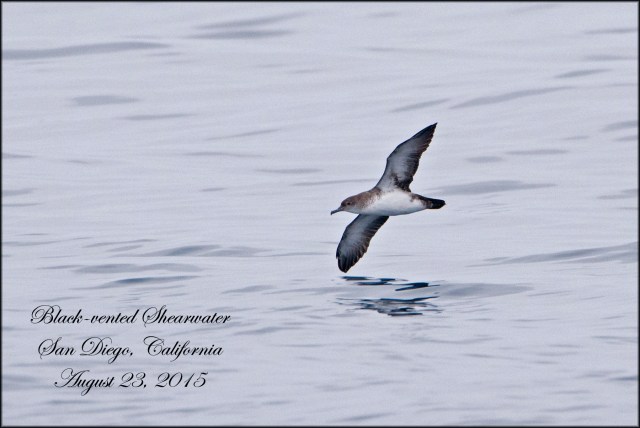BlackVentedShearwater