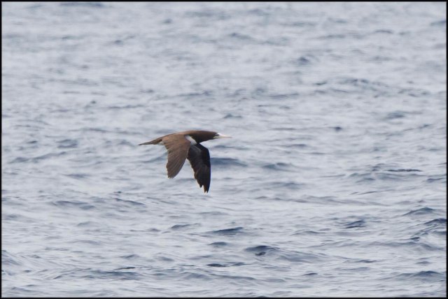 BrownBoobyAdult2015B