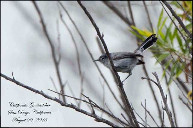 CaliforniaGnatcatcher