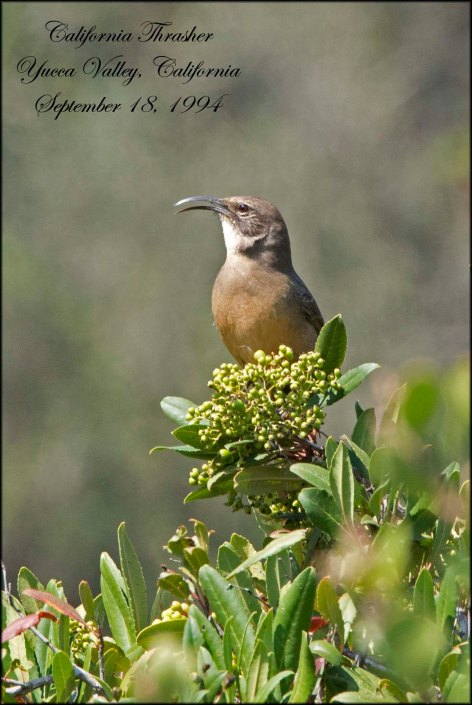 CaliforniaThrasher