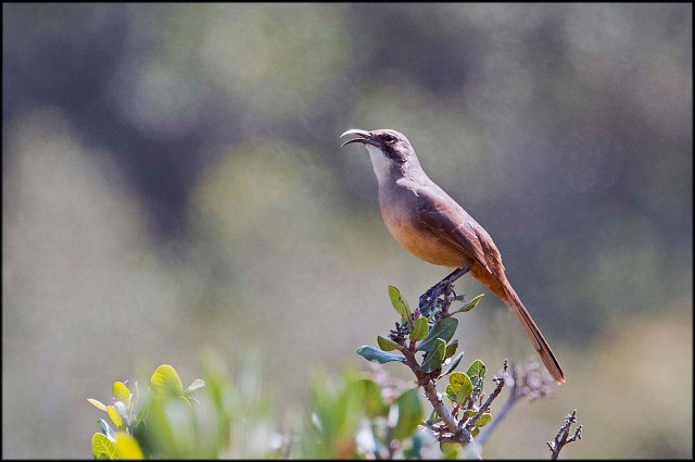 CaliforniaThrasher2015