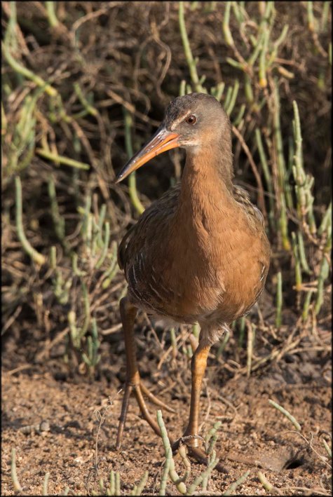 ClapperRailLevipes2015