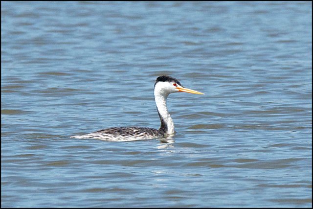 ClarksGrebe2015