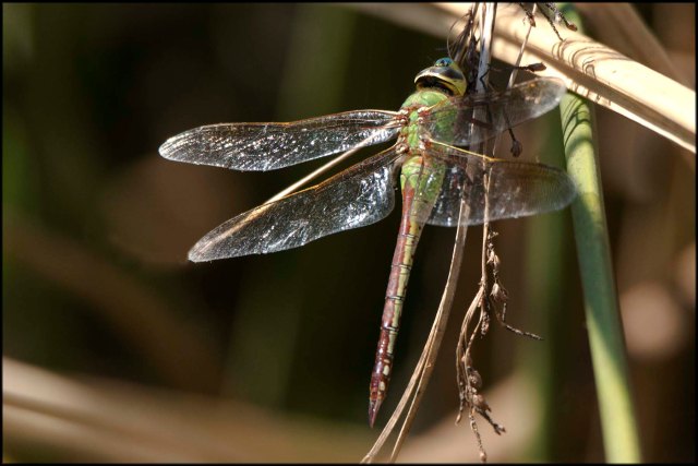 DragonflyCalifornia2015