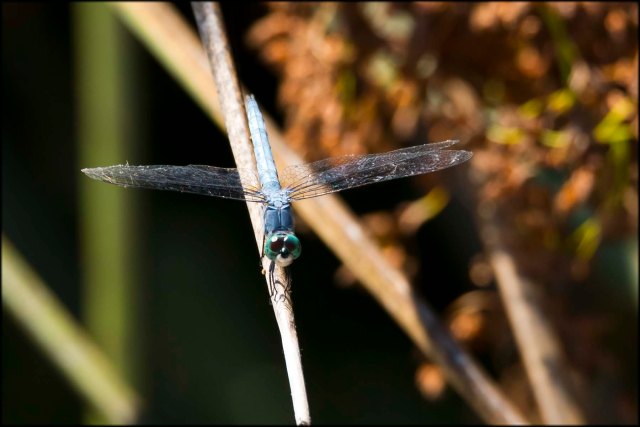 DragonflyCalifornia2015B