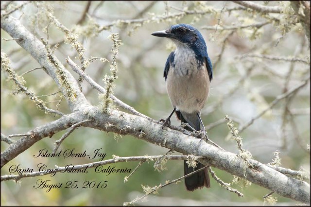 IslandScrubJay