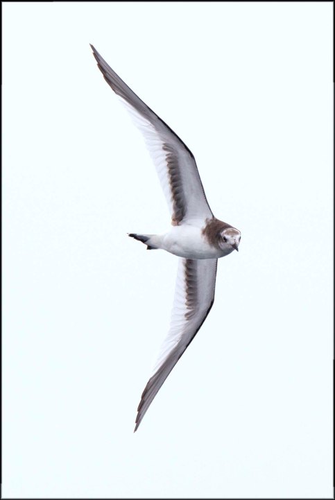 JuvenileSabinesGull2015