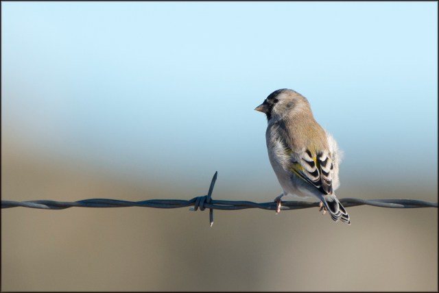 LawrencesGoldfinch2015
