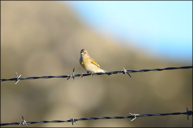 LawrencesGoldfinch2015B