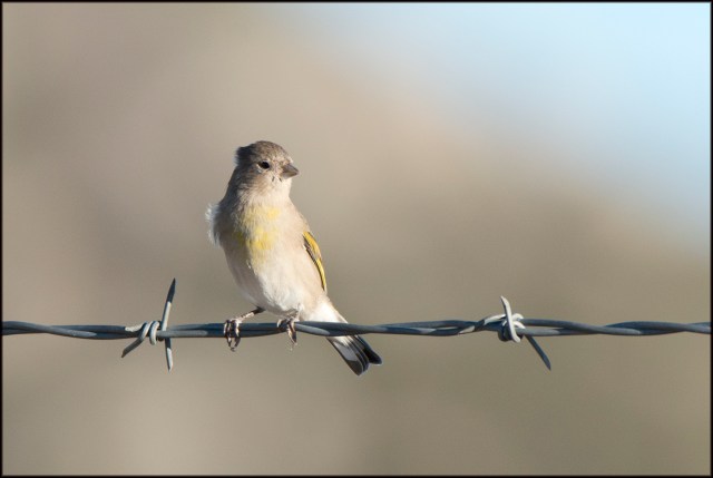 LawrencesGoldfinch2015C