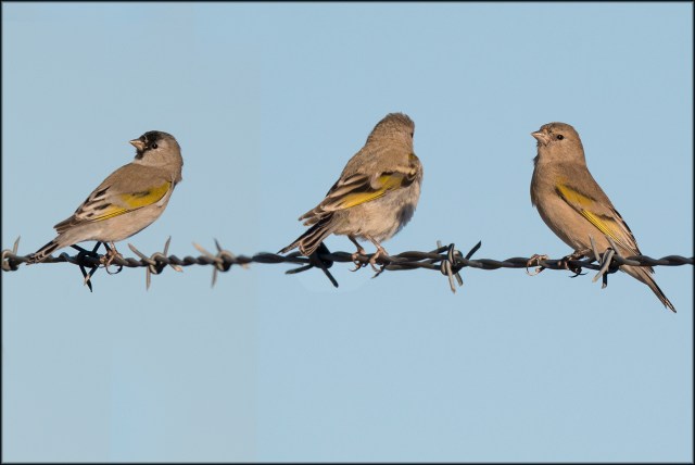 LawrencesGoldfinch2015D