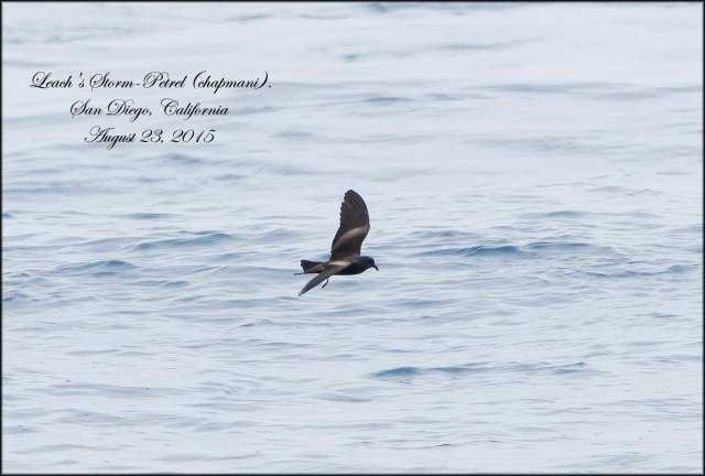 Leach'sStormPetrelchapmani