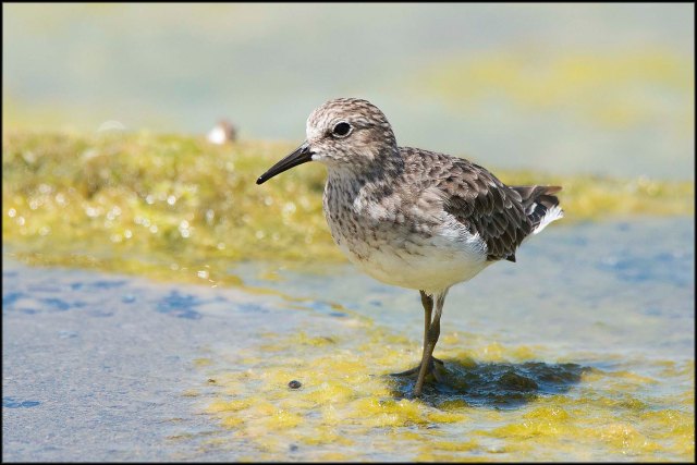 LeastSandpiper2015B