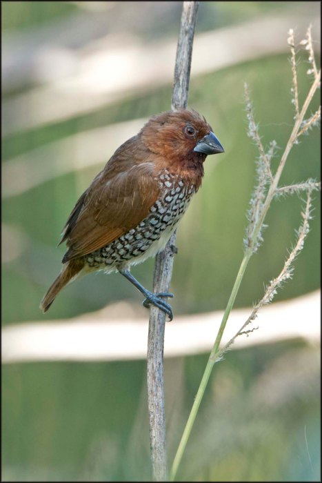 ScalyBreastedMunia2015