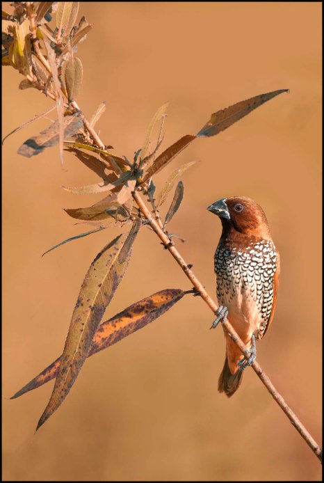 ScalyBreastedMunia2015C