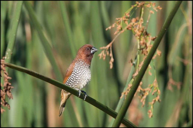 ScalyBreastedMunia2015D