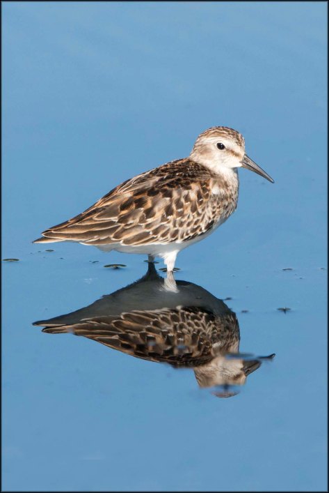 Semi-palmatedSandpiper2015