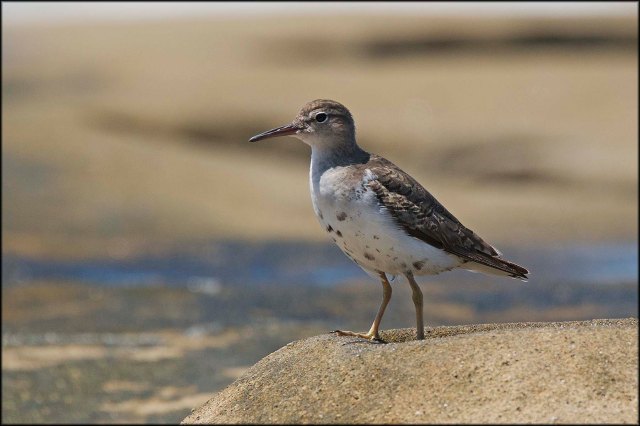 SpottedSandpiper2015