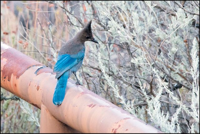 StellersJayStelleri2015