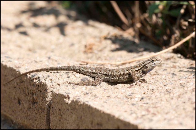 UndecidedLizard20153