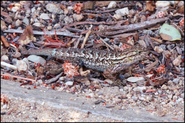 UndecidedLizard20154