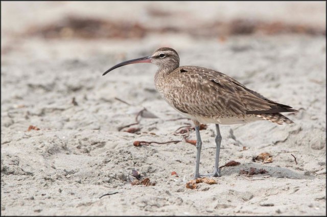 Whimbrel2015