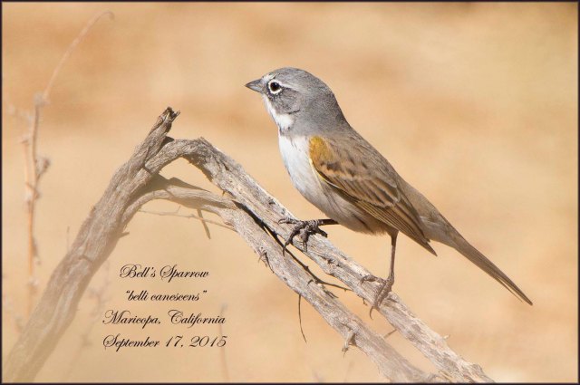 BellsSparrowcanescens