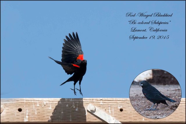 BilcoloredRedwingedBlackbird