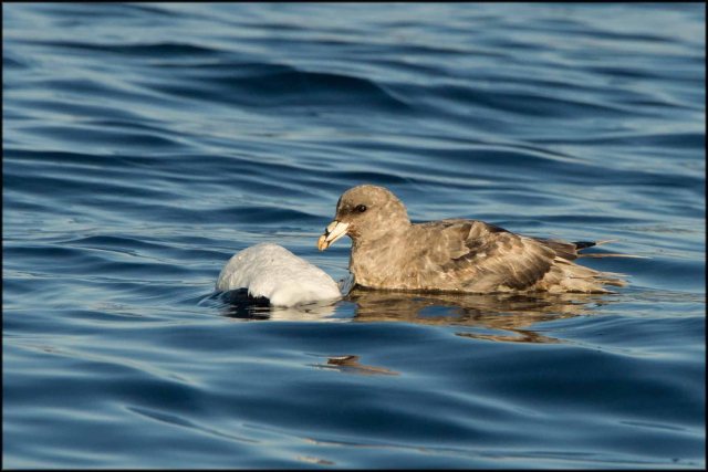 FeedingFulmar2015