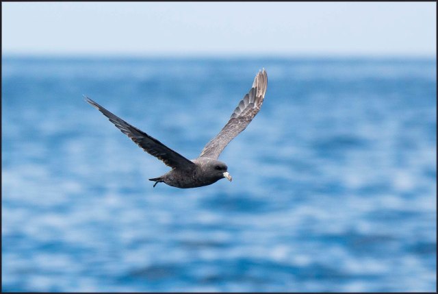 NorthenrFulmarDarkAdult2015