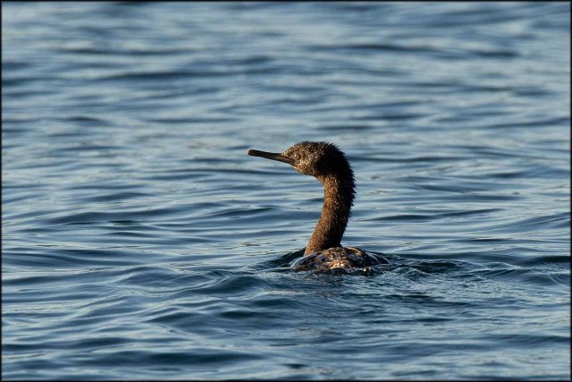 PelagicCormorant2015B_1