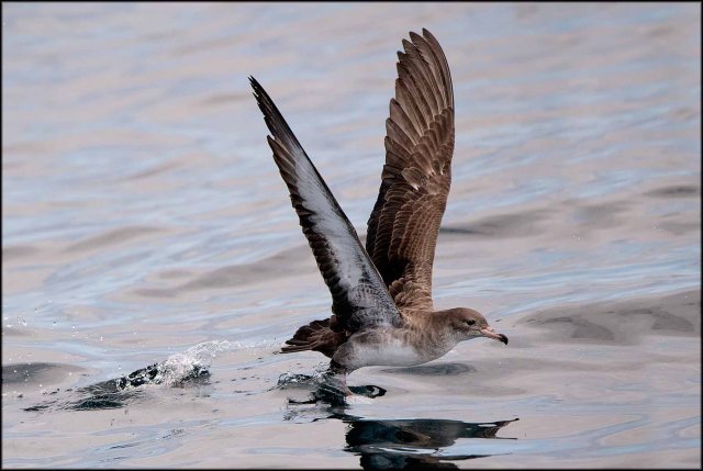 PinkfootedShearwater20152B