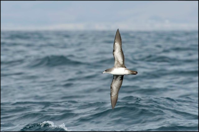 PinkfootedShearwater2015E