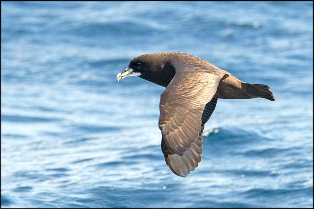 WhiteChinnedPetrel2015B